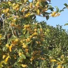 桂花